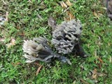 Helminthosphaeria clavariarum image