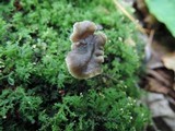 Hydropus praedecurrens image