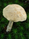 Boletus pallidus image