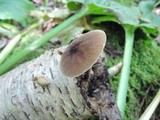 Pluteus granularis image