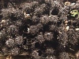 Lasiosphaeria hirsuta image