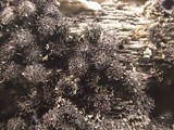 Lasiosphaeria hirsuta image