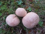 Boletus pallidus image
