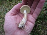 Boletus pallidus image