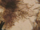 Lasiosphaeria hirsuta image