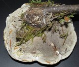 Hydnellum aurantiacum image