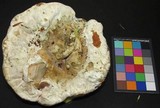 Hydnellum aurantiacum image
