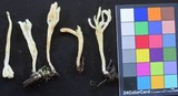 Clavulina rugosa image
