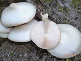 Pluteus petasatus image