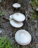 Pluteus petasatus image