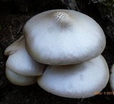 Pluteus petasatus image