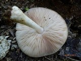 Pluteus petasatus image