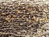 Dacrymyces minor image