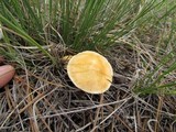 Protostropharia semiglobata image