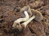 Stropharia semiglobata image