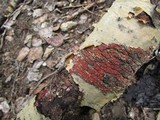 Peniophora rufa image