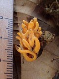 Clavulinopsis aurantiocinnabarina image