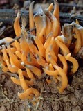 Clavulinopsis aurantiocinnabarina image