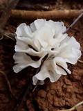 Hydnopolyporus palmatus image
