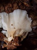 Hydnopolyporus palmatus image