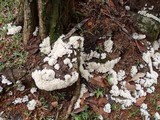 Hydnopolyporus palmatus image