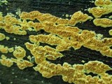 Pseudomerulius aureus image