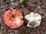 Russula xerampelina image