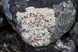 Ophioparma ventosa image