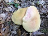 Boletus pallidoroseus image