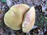 Boletus pallidoroseus image
