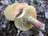 Boletus pallidoroseus image