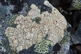 Ophioparma ventosa image