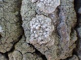 Dirina ceratoniae image