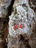 Dirina ceratoniae image
