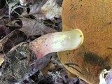 Boletus pallidoroseus image