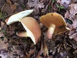 Boletus pallidoroseus image