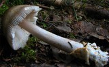 Amanita battarrae image