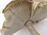 Amanita battarrae image