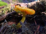 Humidicutis marginata image