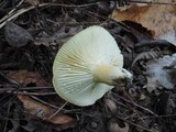 Lactarius hygrophoroides image