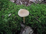 Entoloma strictius image