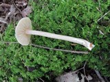 Entoloma strictius image