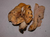 Cantharellus formosus image
