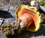 Boletus orovillus image
