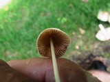Conocybe apala image