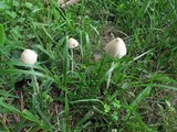 Conocybe apala image