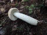 Leccinum holopus image