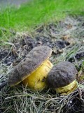 Boletus pruinatus image
