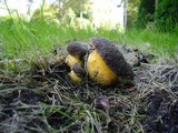 Boletus pruinatus image
