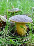 Boletus pruinatus image